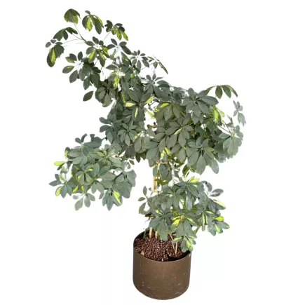 SCHEFFLERA│Plante Hydrophile Naturelle décorative ø 50 x H190 cm