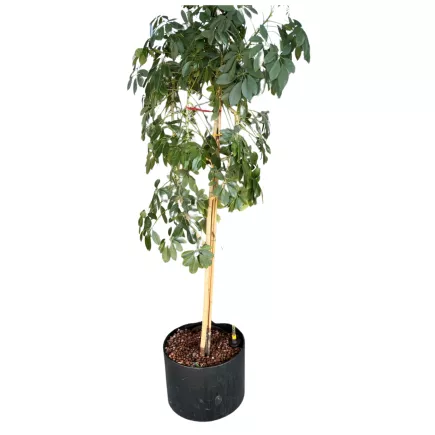 SCHEFFLERA│Plante Hydrophile Naturelle décorative ø 40 x H200 cm