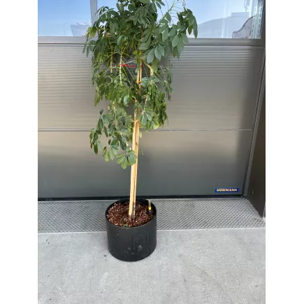 SCHEFFLERA│Plante Hydrophile Naturelle décorative ø 40 x H200 cm