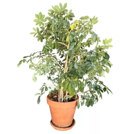 SCHEFFLERA│Plante Hydrophile Naturelle décorative ø 37 x H150 cm