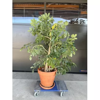 SCHEFFLERA│Plante Hydrophile Naturelle décorative ø 37 x H150 cm