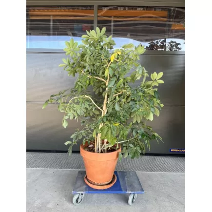 SCHEFFLERA│Plante Hydrophile Naturelle décorative ø 37 x H150 cm