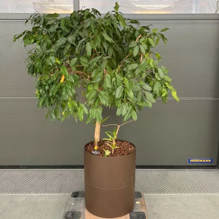 FICUS BENJAMINA│Plante Naturelle décorative ø 38 x H140 cm