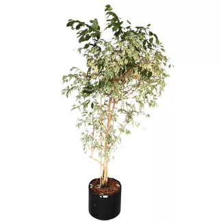 FICUS BENJAMINA│Plante Naturelle décorative ø 45 x H210 cm