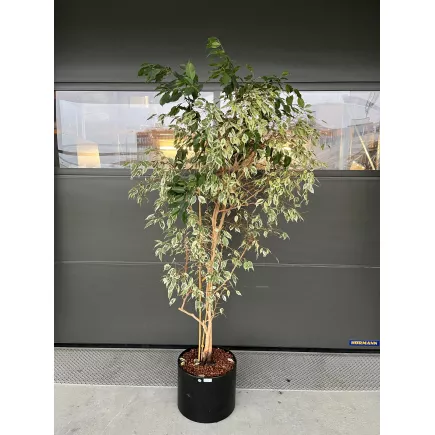 FICUS BENJAMINA│Plante Naturelle décorative ø 45 x H210 cm