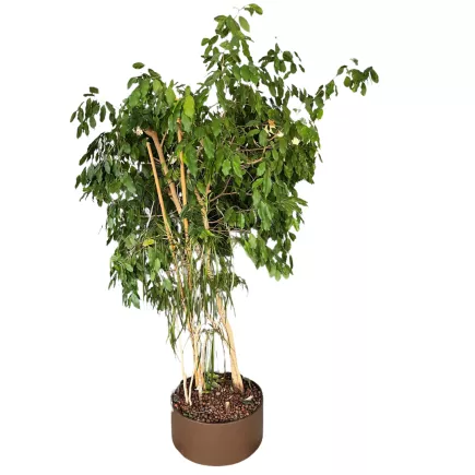 FICUS BENJAMINA-YUCA│Plante Naturelle décorative ø 55 x H215 cm