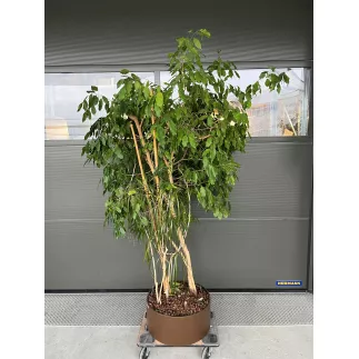 FICUS BENJAMINA-YUCA│Plante Naturelle décorative ø 55 x H215 cm