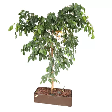 FICUS BENJAMINA│Plante Naturelle décorative L 90 x P 36 x H200 cm