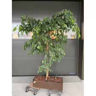 FICUS BENJAMINA│Plante Naturelle décorative L 90 x P 36 x H200 cm