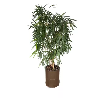 FICUS MACLELLANDII│Plante Naturelle décorative ø 40 x H180 cm