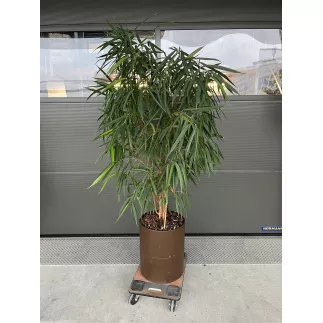 FICUS MACLELLANDII│Plante Naturelle décorative ø 40 x H180 cm