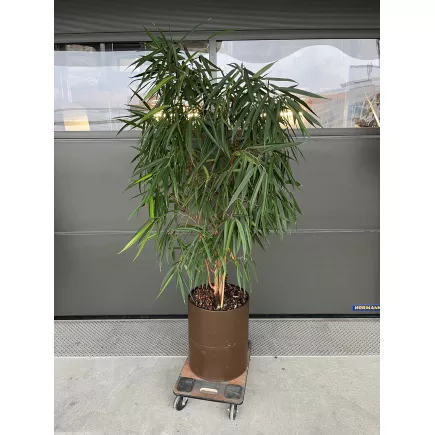 FICUS MACLELLANDII│Plante Naturelle décorative ø 40 x H180 cm