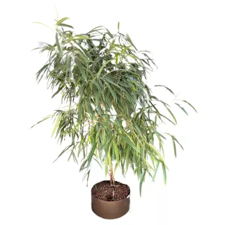 FICUS BINNENDIJKII│Plante Naturelle décorative ø 40 x H180 cm