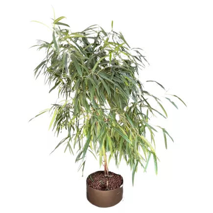 FICUS BINNENDIJKII│Plante Naturelle décorative ø 40 x H180 cm