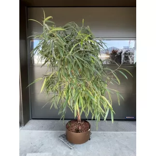 FICUS BINNENDIJKII│Plante Naturelle décorative ø 40 x H180 cm