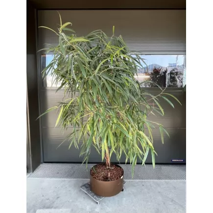 FICUS BINNENDIJKII│Plante Naturelle décorative ø 40 x H180 cm