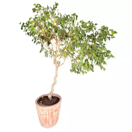 FICUS BENJAMINA│Plante Naturelle décorative ø 50 x H200 cm