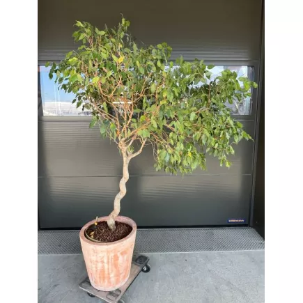 FICUS BENJAMINA│Plante Naturelle décorative ø 50 x H200 cm