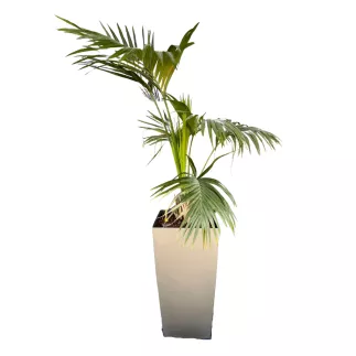 PALMIER ARECA│Plante Naturelle décorative 40 x 40 x H190 cm