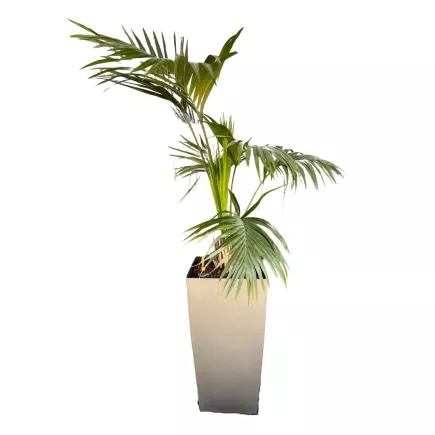 PALMIER ARECA│Plante Naturelle décorative 40 x 40 x H190 cm