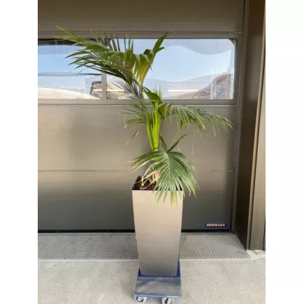PALMIER ARECA│Plante Naturelle décorative 40 x 40 x H190 cm