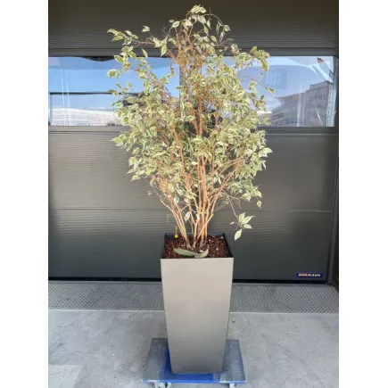 FICUS│Plante Naturelle décorative 40 x 40 x H190 cm