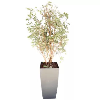 FICUS│Plante Naturelle décorative 40 x 40 x H190 cm