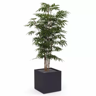 BAMBOU│POT H44cm│Total H175 cm│40x40CM