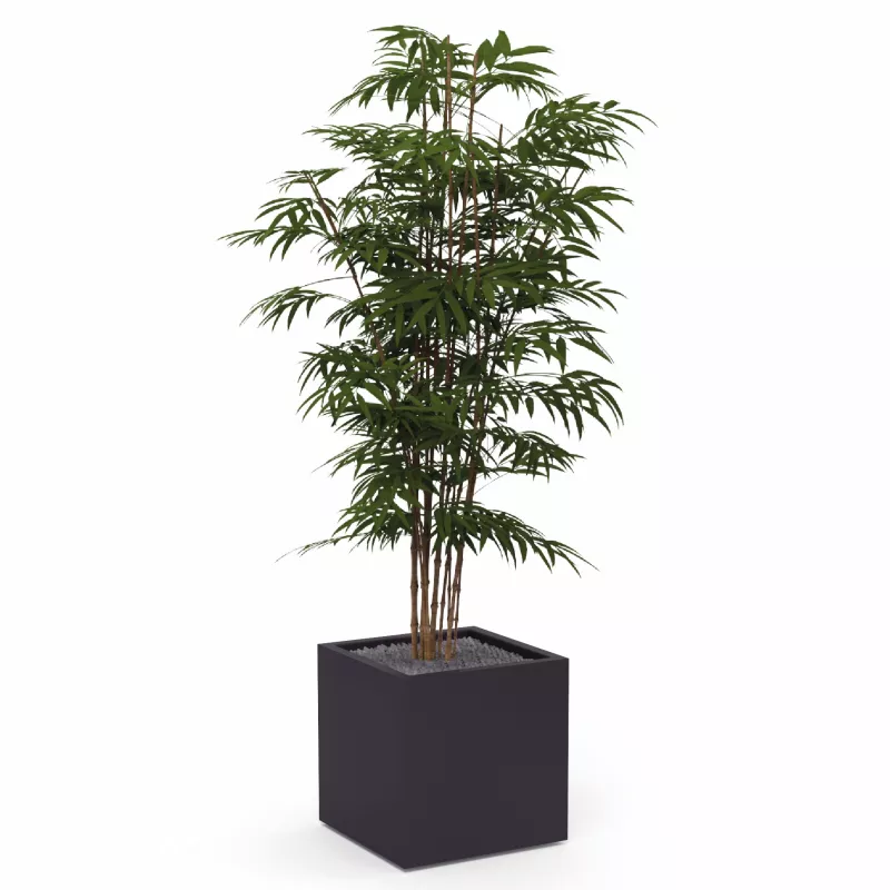 BAMBOU│POT H44cm│Total H175 cm│40x40CM BAMBOU│POT H44cm│Total H175 cm│40x40CM