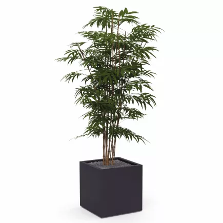 BAMBOU│POT H44cm│Total H175 cm│40x40CM