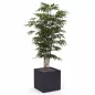 BAMBOU│POT H44cm│Total H175 cm│40x40CM BAMBOU│POT H44cm│Total H175 cm│40x40CM
