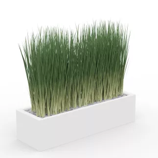 GRAMINÉES│BAC H20cm│Total H70 cm│80x20 cm