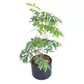 ANNONACEAE│Plante d'intérieur ø 40 x H120 cm│Naturelle décorative