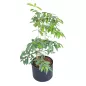 ANNONACEAE│Plante d'intérieur ø 40 x H120 cm│Naturelle décorative