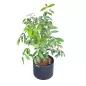 ANNONACEAE│Plante d'intérieur ø 40 x H120 cm│Naturelle décorative