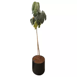 SCHEFFLERA│Plante d'intérieur ø 40 x H185 cm│Naturelle décorative
