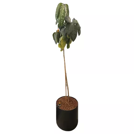 SCHEFFLERA│Plante d'intérieur ø 40 x H185 cm│Naturelle décorative