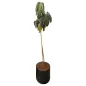 SCHEFFLERA│Plante d'intérieur ø 40 x H185 cm│Naturelle décorative