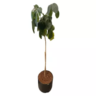 SCHEFFLERA│Plante d'intérieur ø 40 x H185 cm│Naturelle décorative