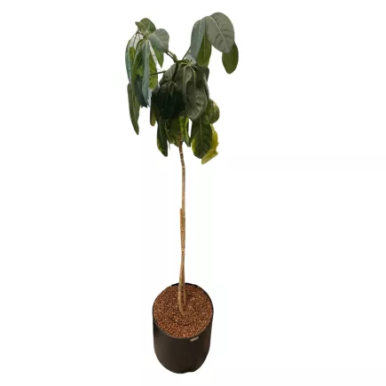 SCHEFFLERA│Plante d'intérieur ø 40 x H185 cm│Naturelle décorative