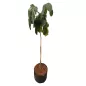 SCHEFFLERA│Plante d'intérieur ø 40 x H185 cm│Naturelle décorative