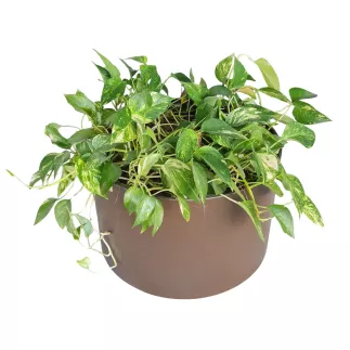 POTHOS DORE│Plante d'intérieur ø 50 x H55 cm│Naturelle décorative