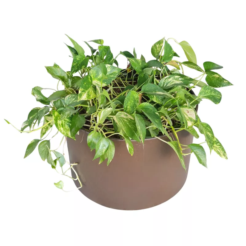 POTHOS DORE│Plante d'intérieur ø 50 x H55 cm│Naturelle décorative
