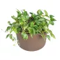 POTHOS DORE│Plante d'intérieur ø 50 x H55 cm│Naturelle décorative