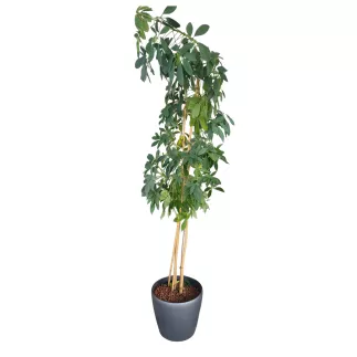 SCHEFFLERA│Plante d'intérieur ø35 x H205 cm│Naturelle décorative