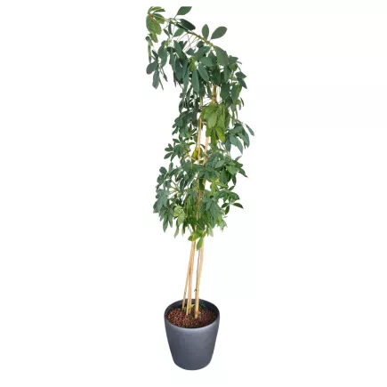 SCHEFFLERA│Plante d'intérieur ø35 x H205 cm│Naturelle décorative