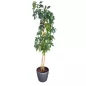 SCHEFFLERA│Plante d'intérieur ø35 x H205 cm│Naturelle décorative