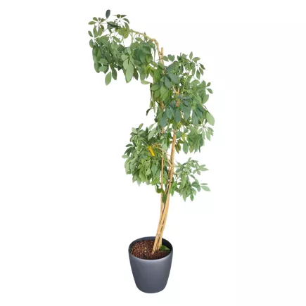 SCHEFFLERA│Plante d'intérieur ø35 x H205 cm│Naturelle décorative