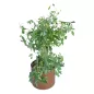 CHOISYA TERNATA│Plante d'intérieur ø51 x H153 cm│Naturelle décorative