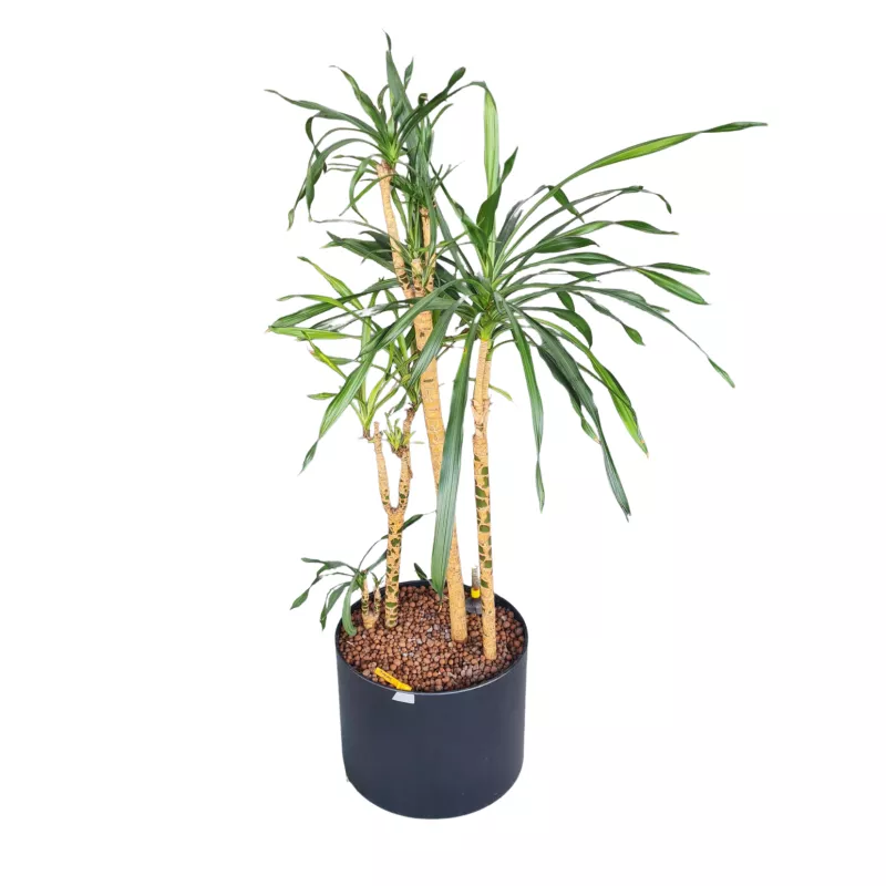 YUCCA PALME│Plante d'intérieur ø 40 x H150 cm│Naturelle décorative